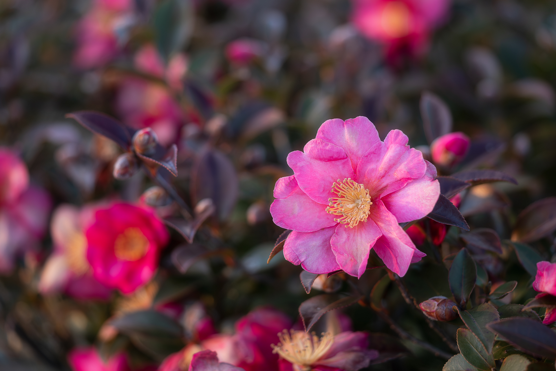美濃国分寺跡歴史公園（サザンカ）