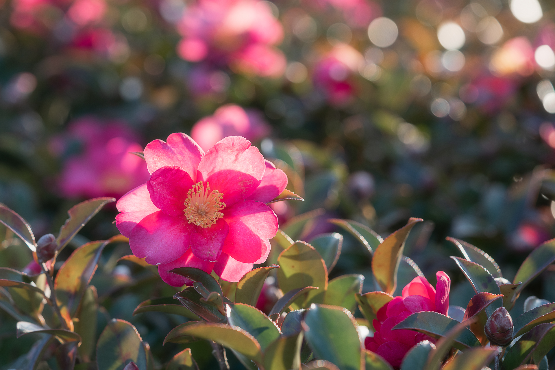 美濃国分寺跡歴史公園（サザンカ）