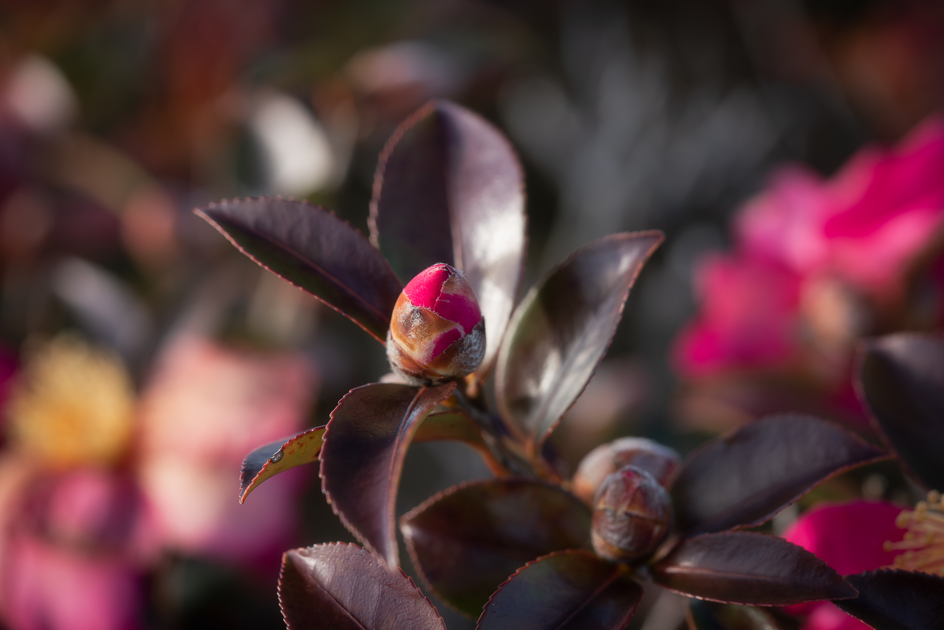美濃国分寺跡歴史公園（サザンカ）