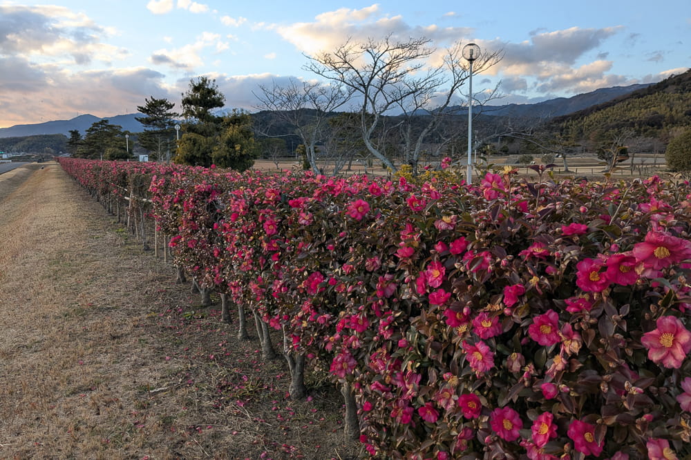 美濃国分寺跡歴史公園のサザンカ撮影スポット