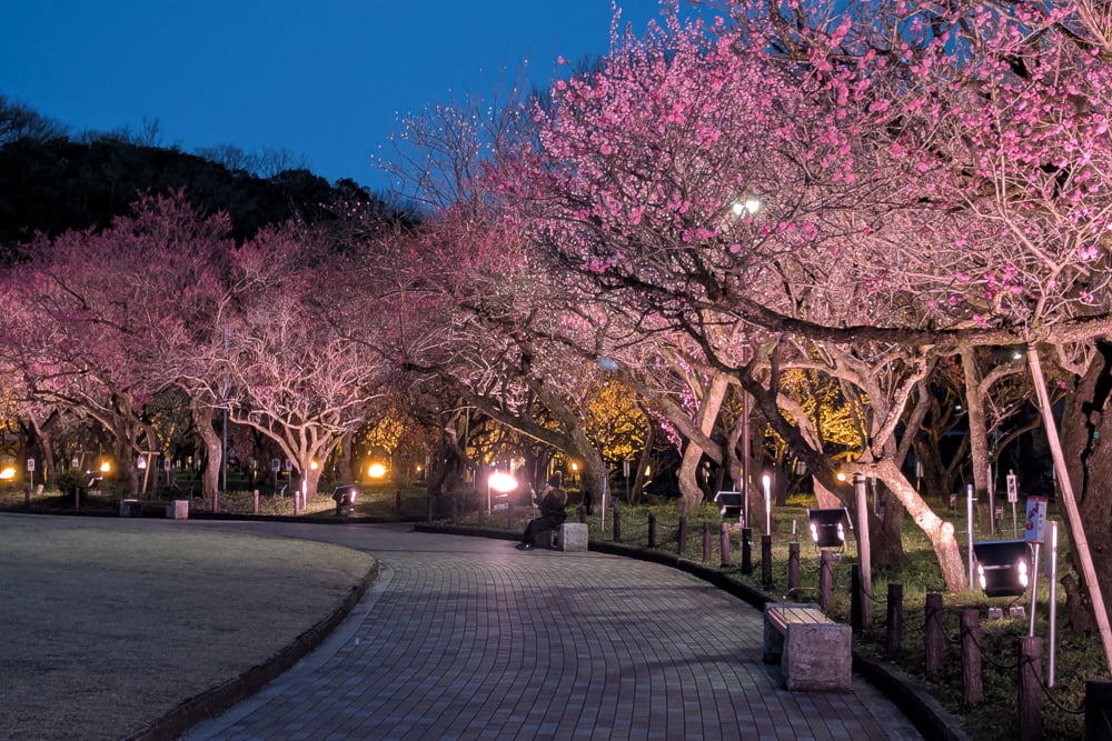 岐阜梅林公園撮影スポット