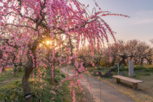 安八百梅園