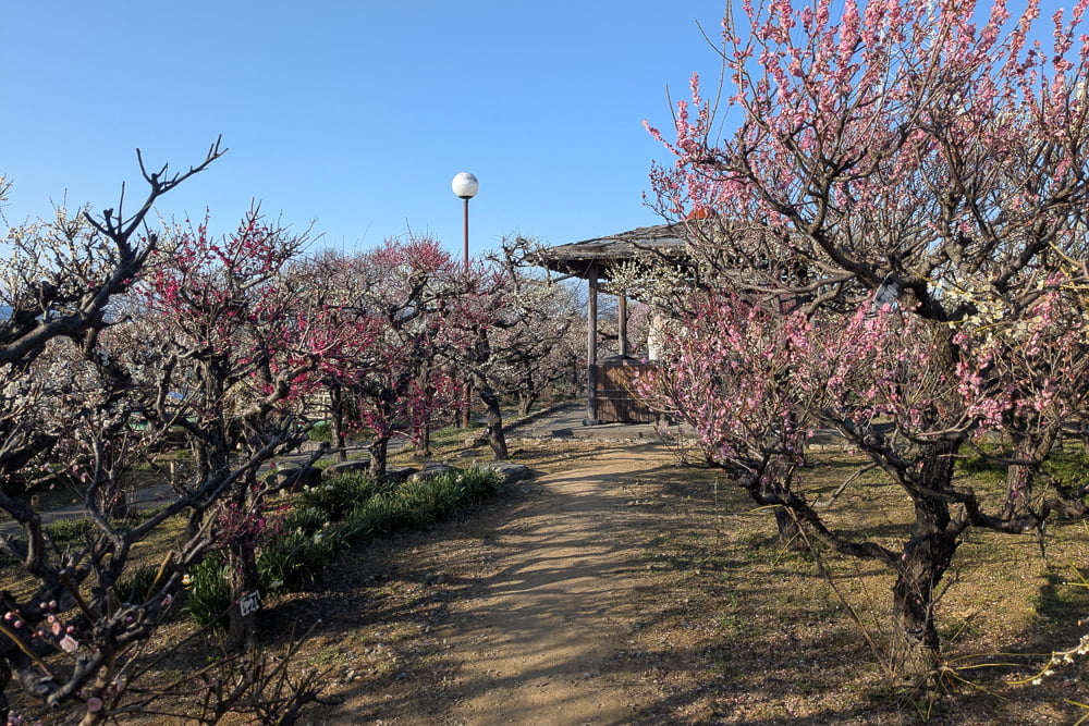 安八百梅園撮影スポット