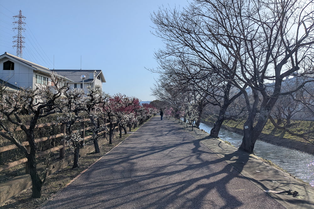 安八百梅園撮影スポット