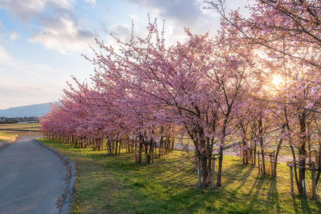 杭瀬川スポーツ公園の河津桜