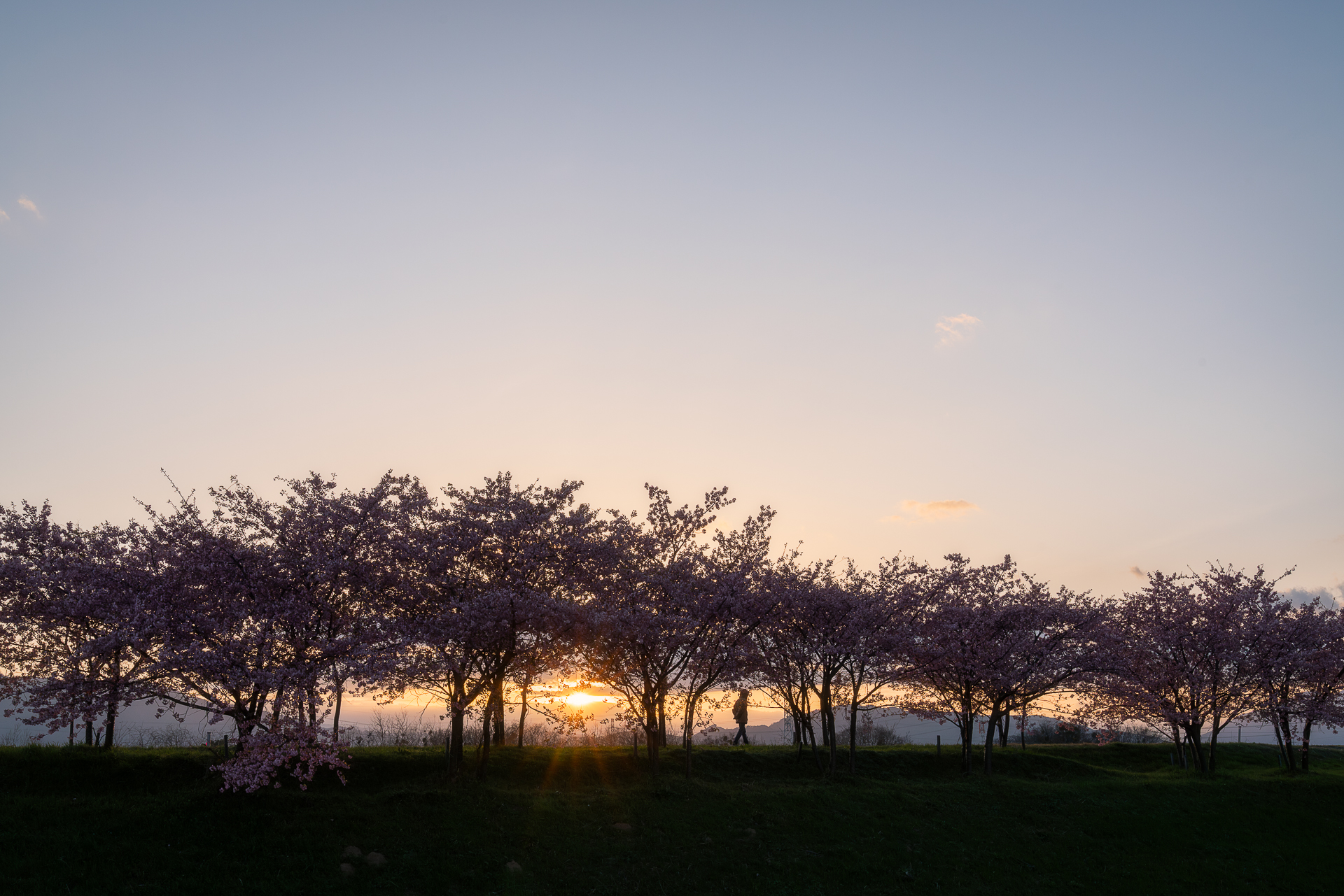 杭瀬川スポーツ公園の河津桜