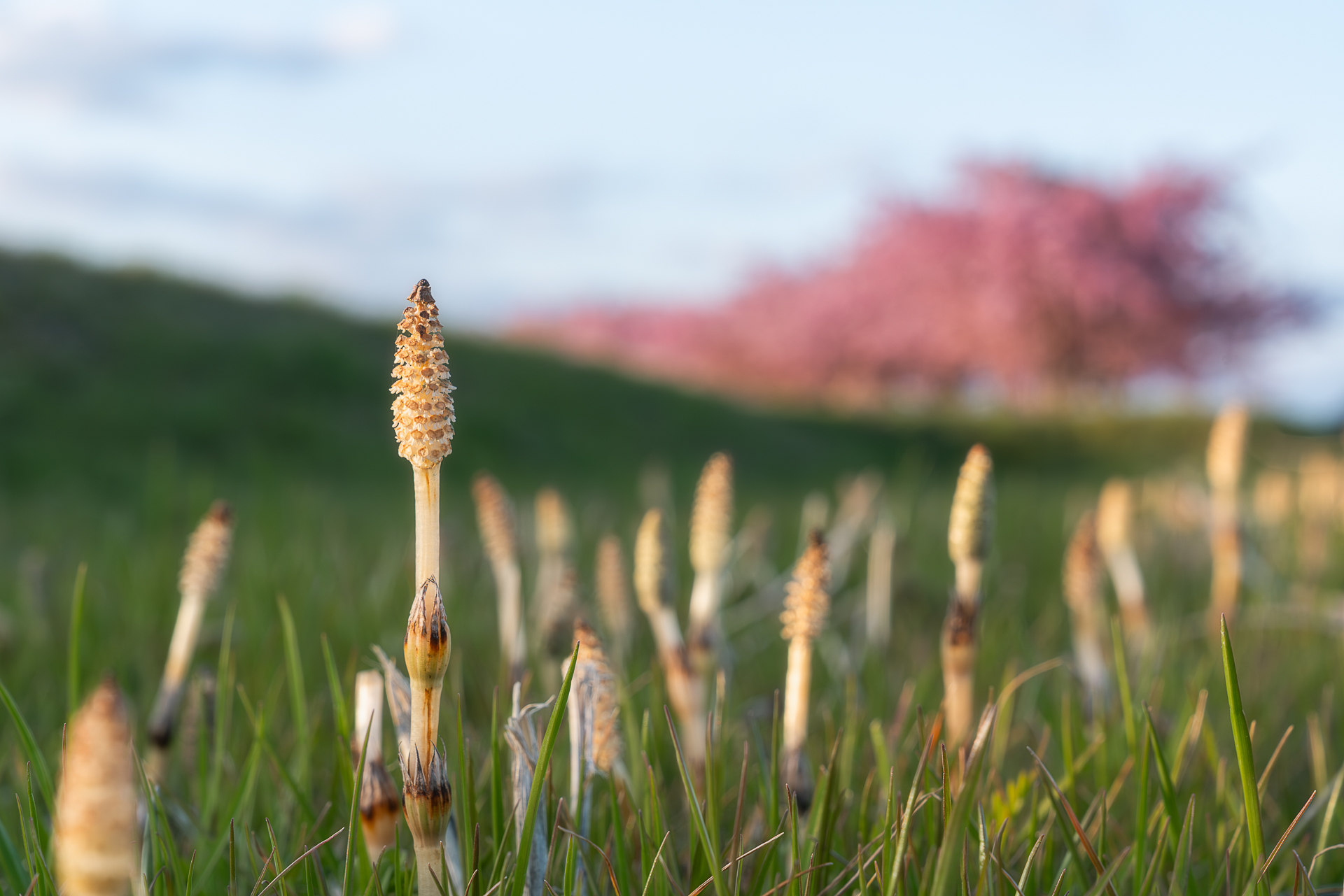杭瀬川スポーツ公園の河津桜