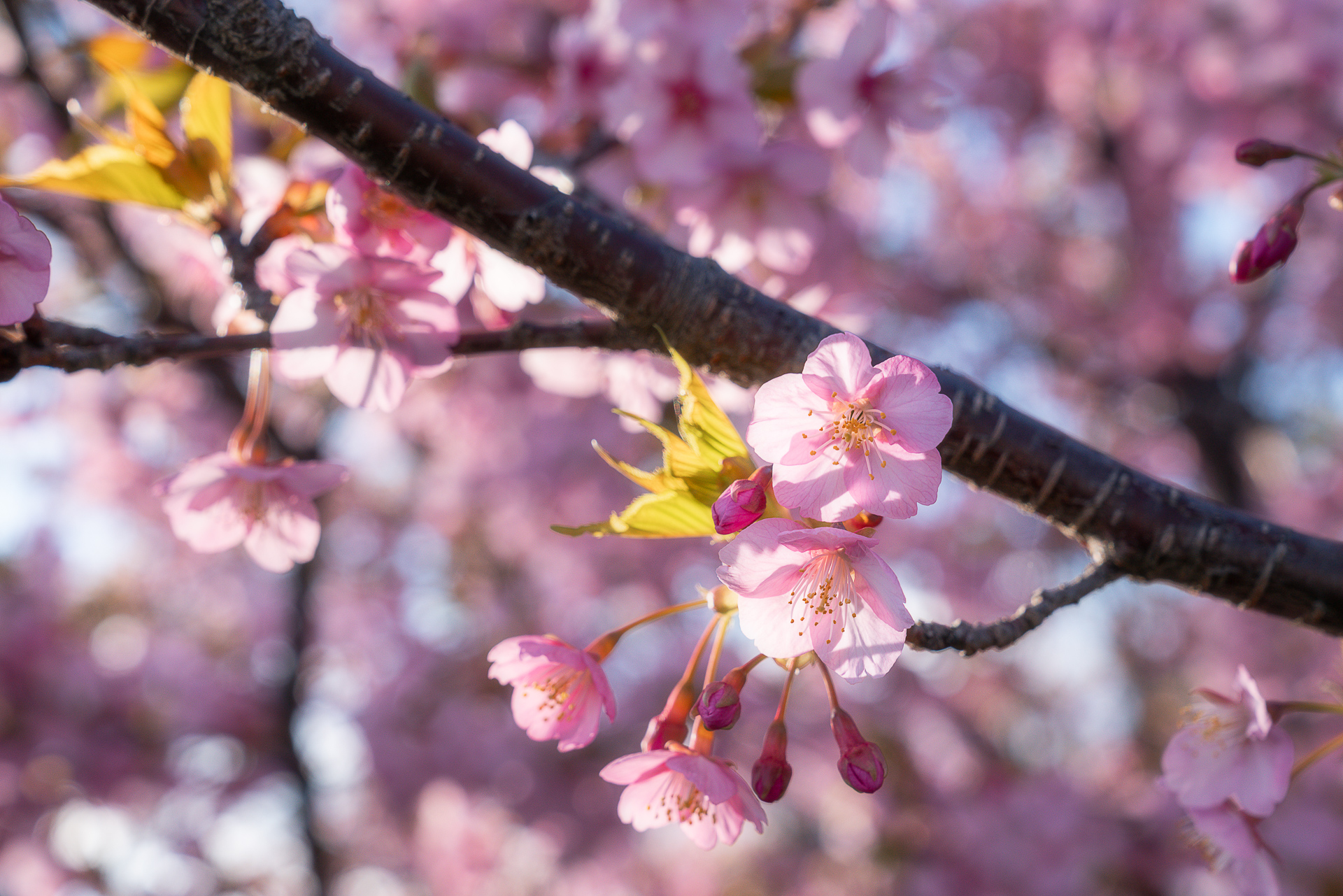 杭瀬川スポーツ公園の河津桜