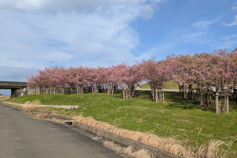 杭瀬川スポーツ公園の河津桜撮影スポット