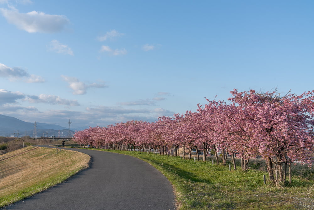 杭瀬川スポーツ公園の河津桜撮影スポット