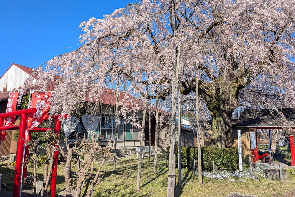 雲上の桜撮影スポット
