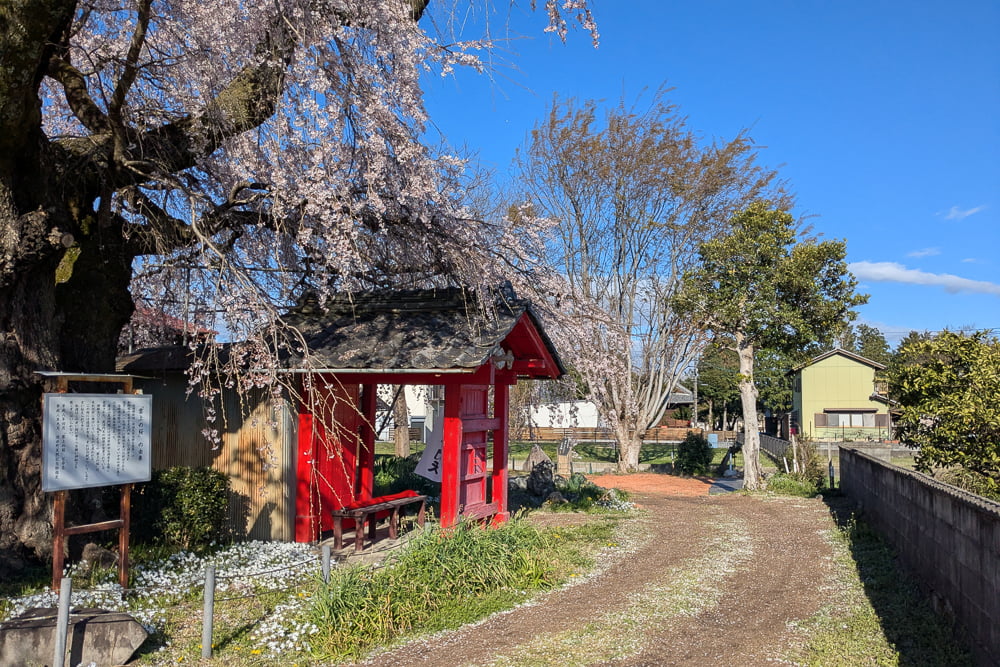 雲上の桜撮影スポット