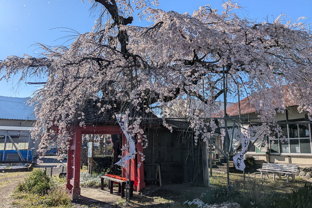 雲上の桜撮影スポット