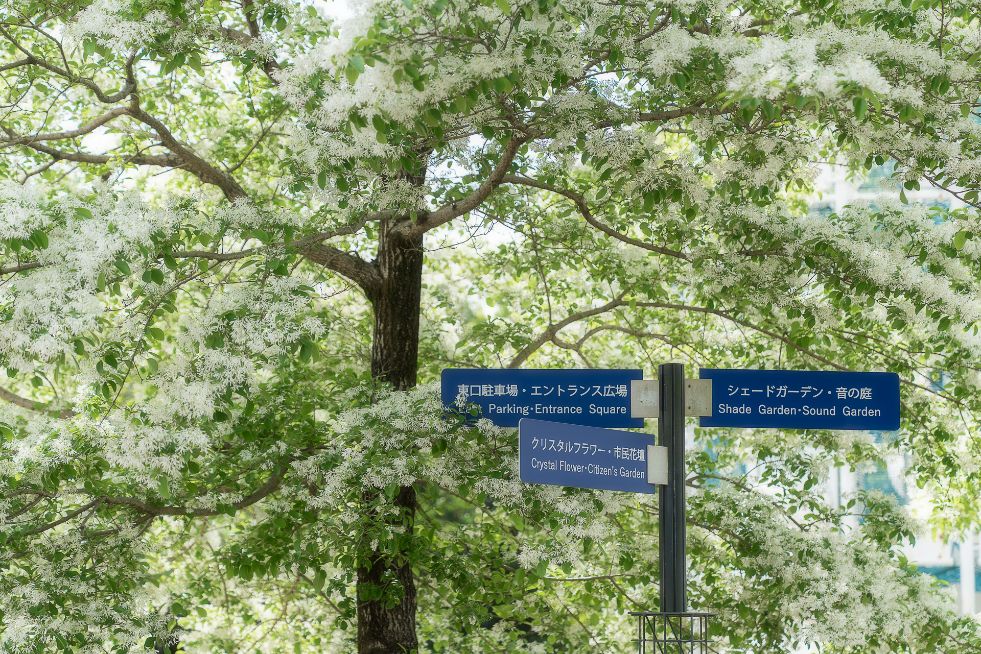 フラワーパーク江南