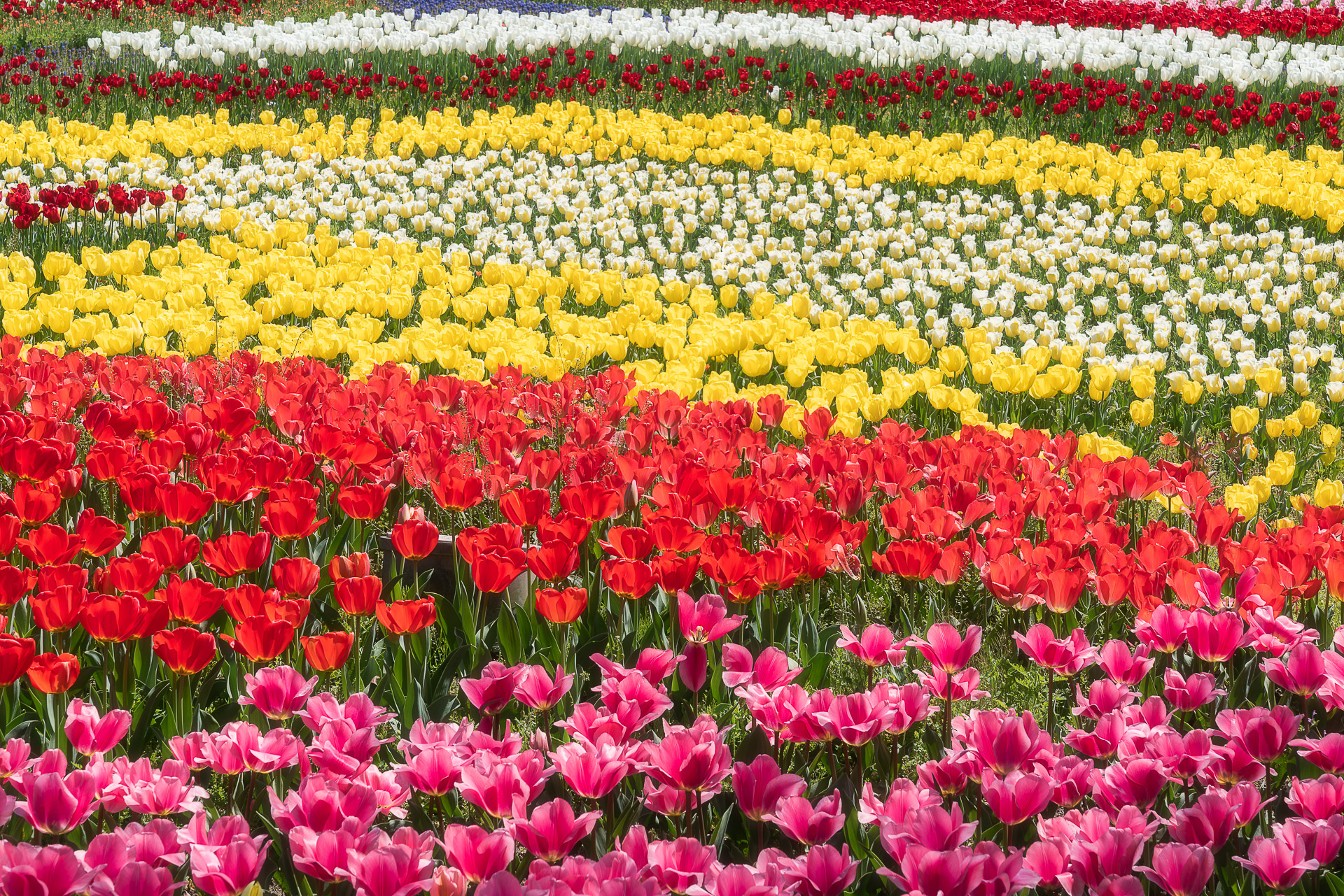 木曽三川公園センター(チューリップ)