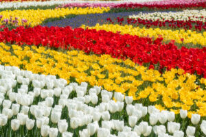 木曽三川公園センター(チューリップ)