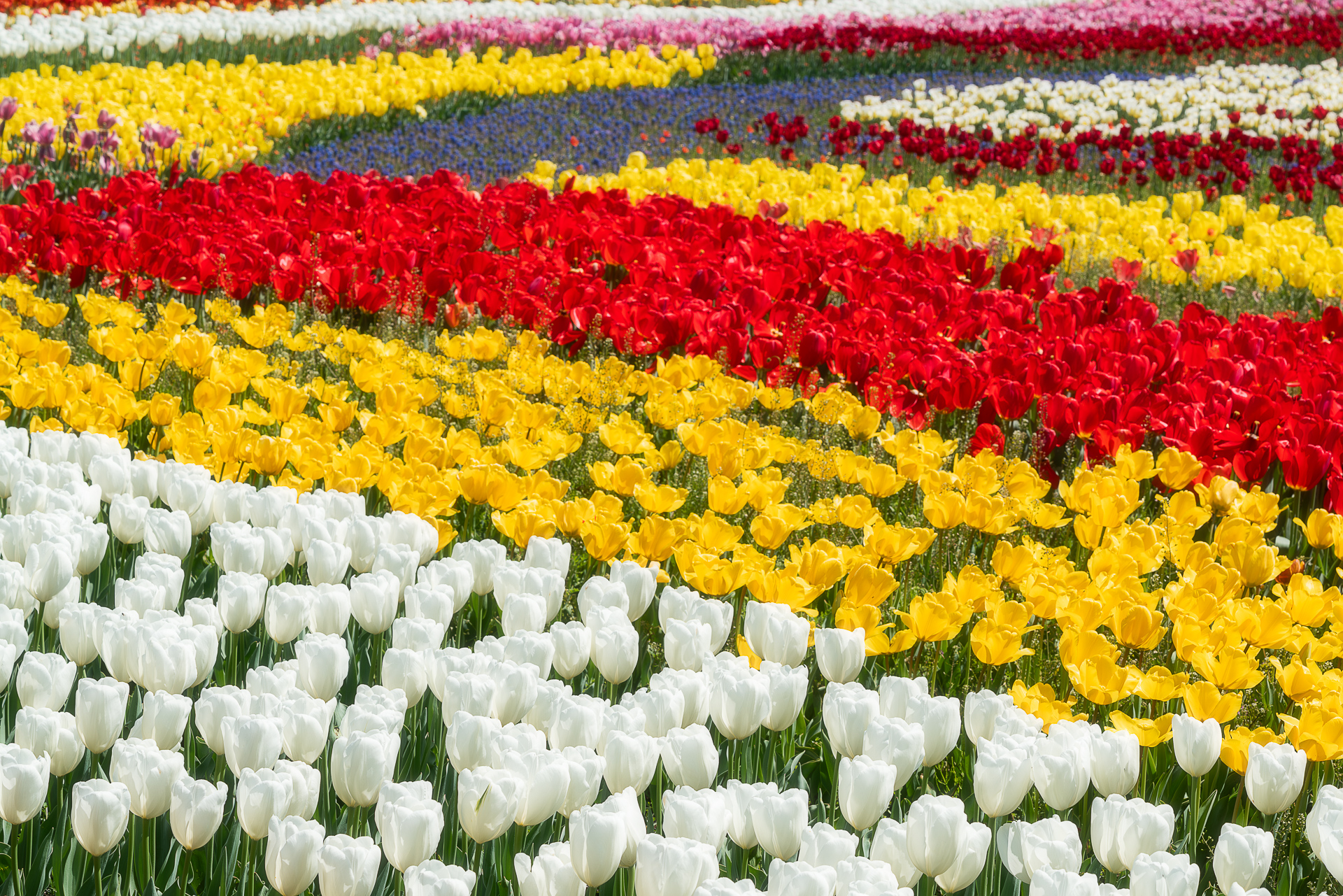 木曽三川公園センター(チューリップ)