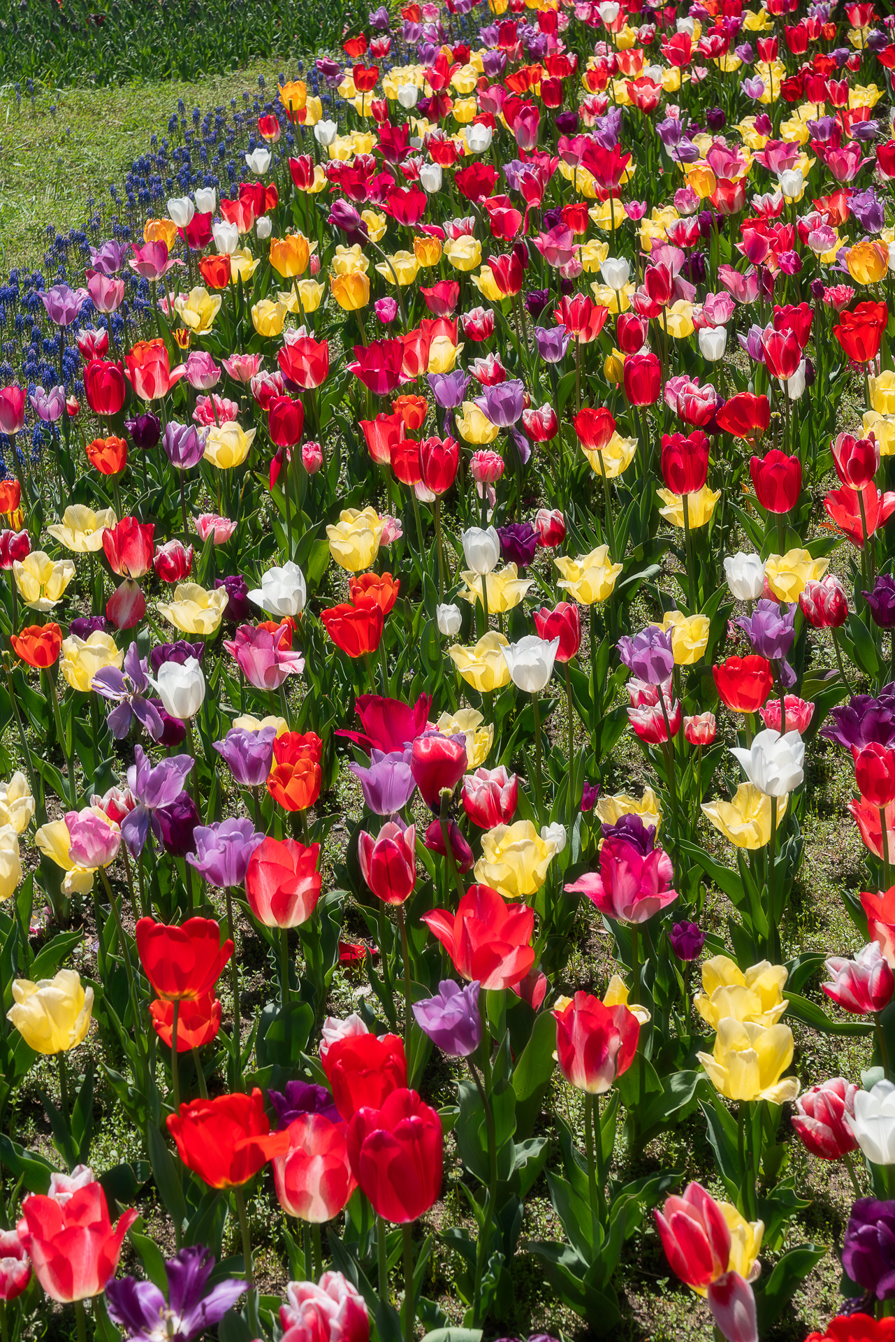 木曽三川公園センター(チューリップ)