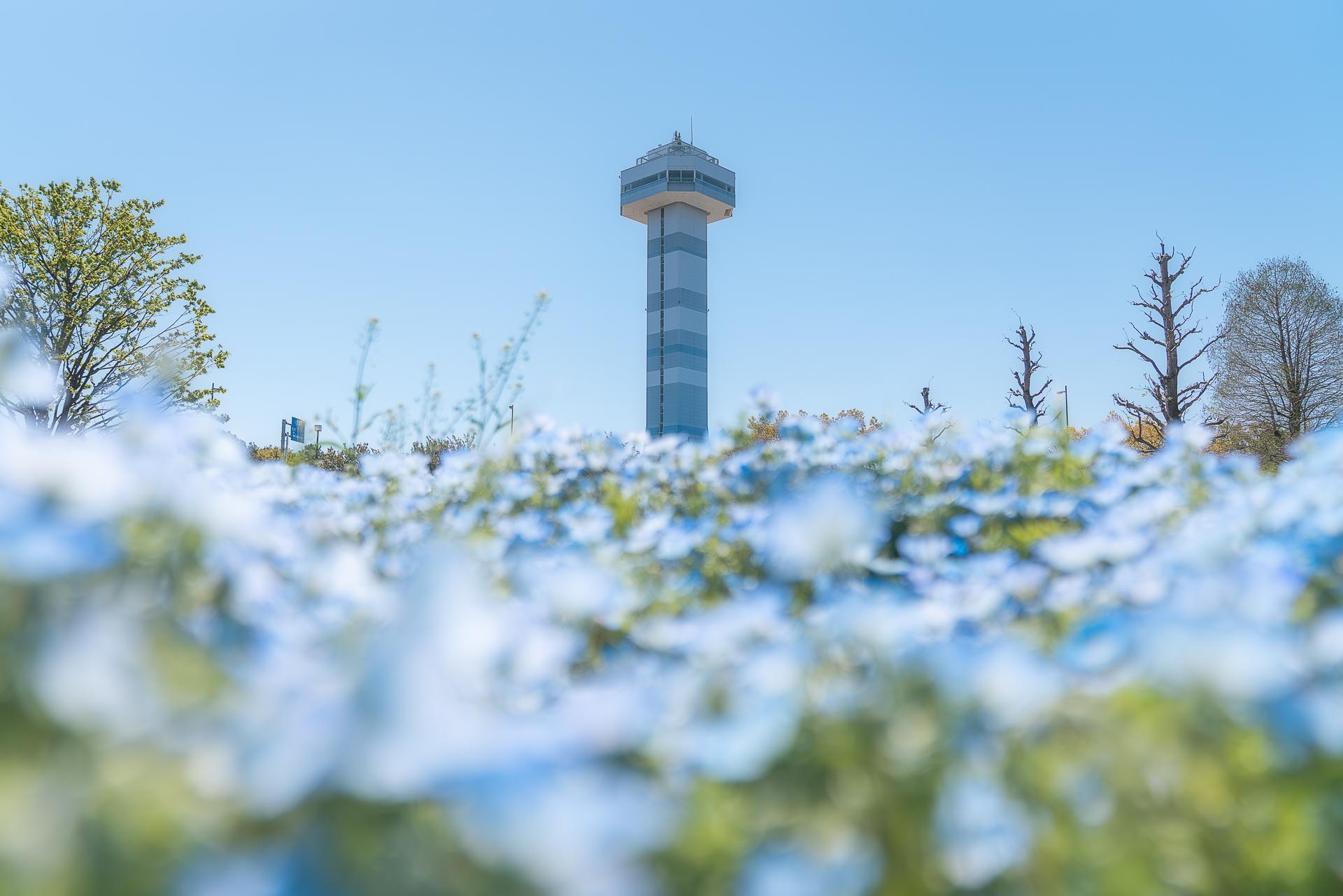 木曽三川公園センター(チューリップ)