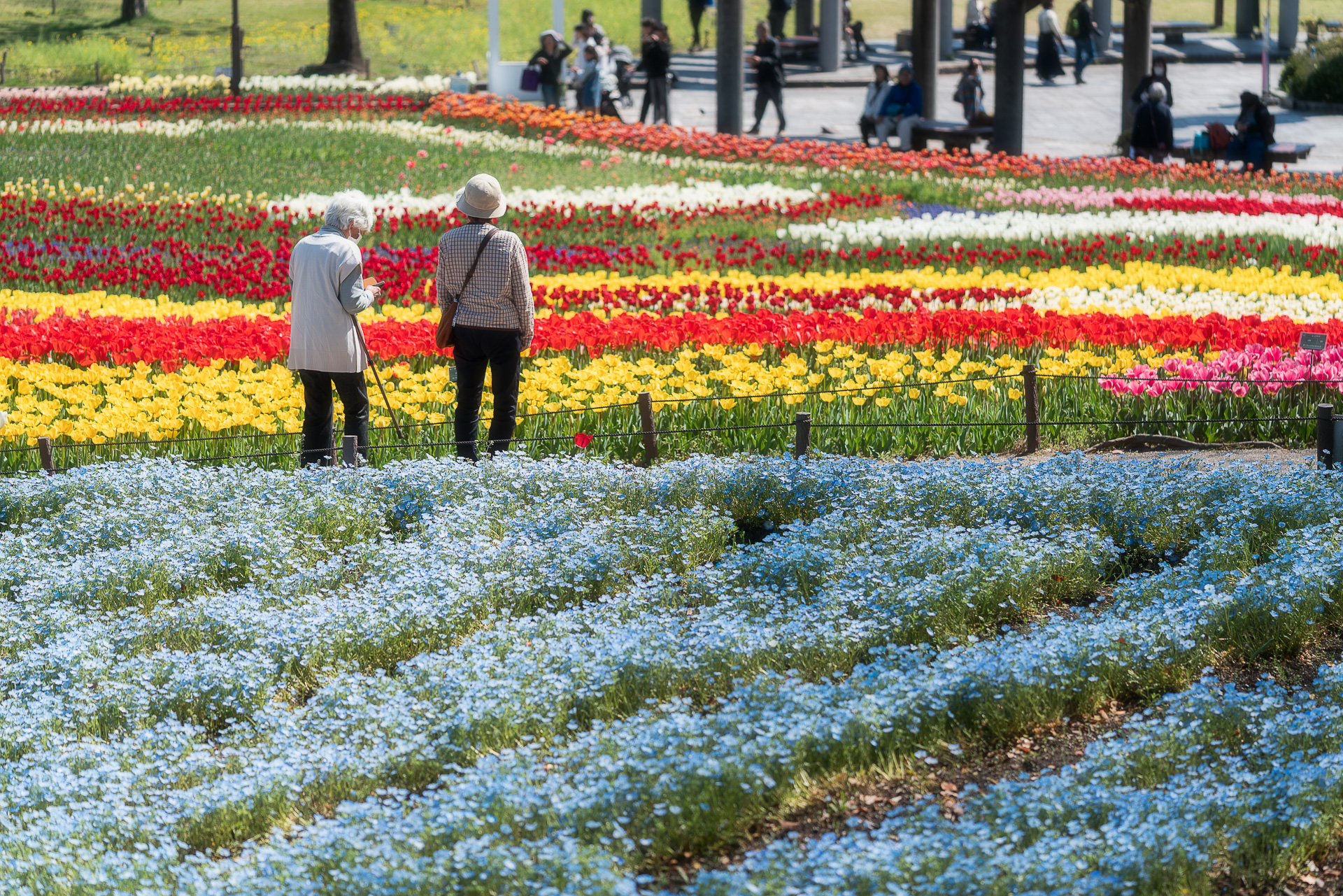 木曽三川公園センター(チューリップ)