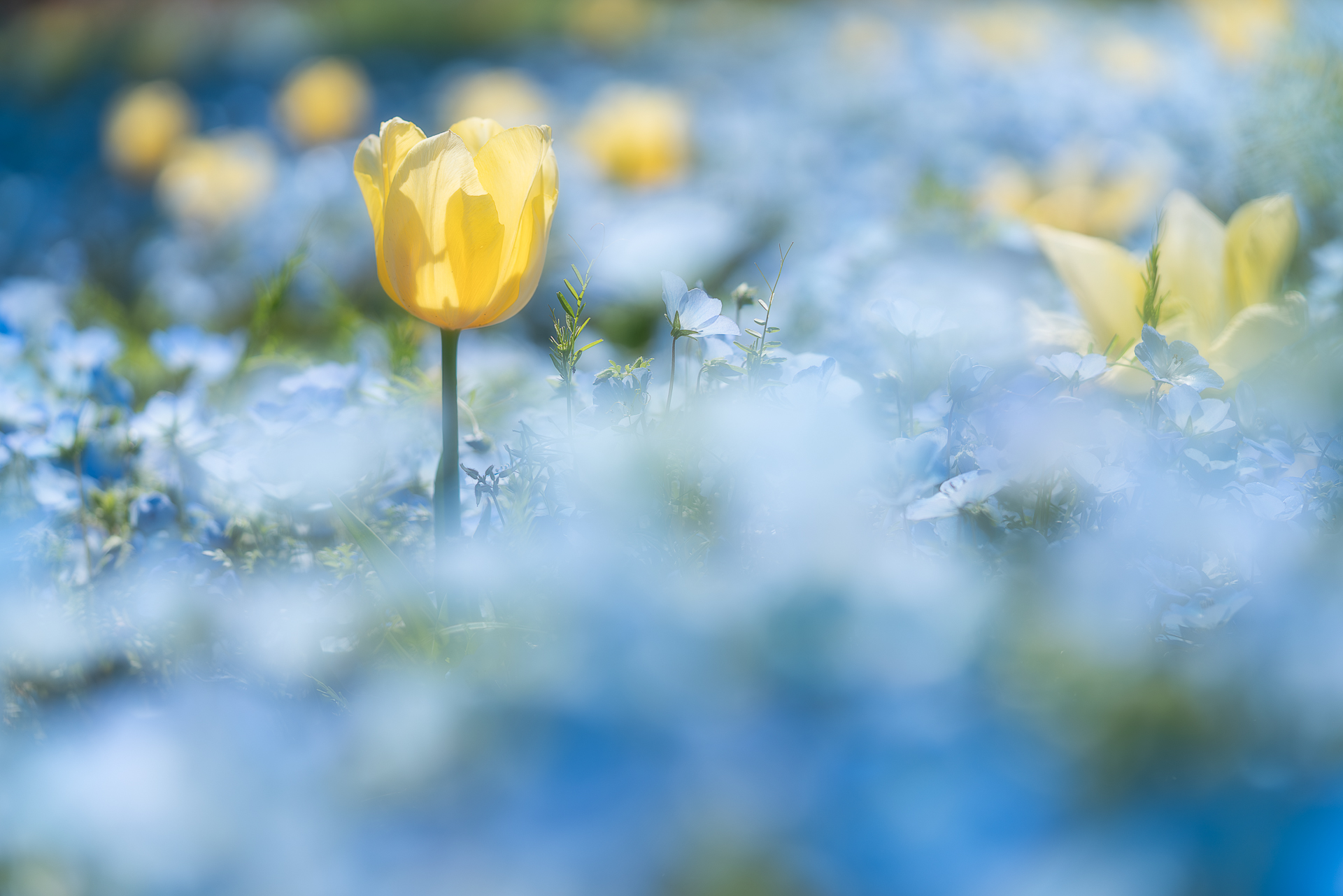 木曽三川公園センター(チューリップ)