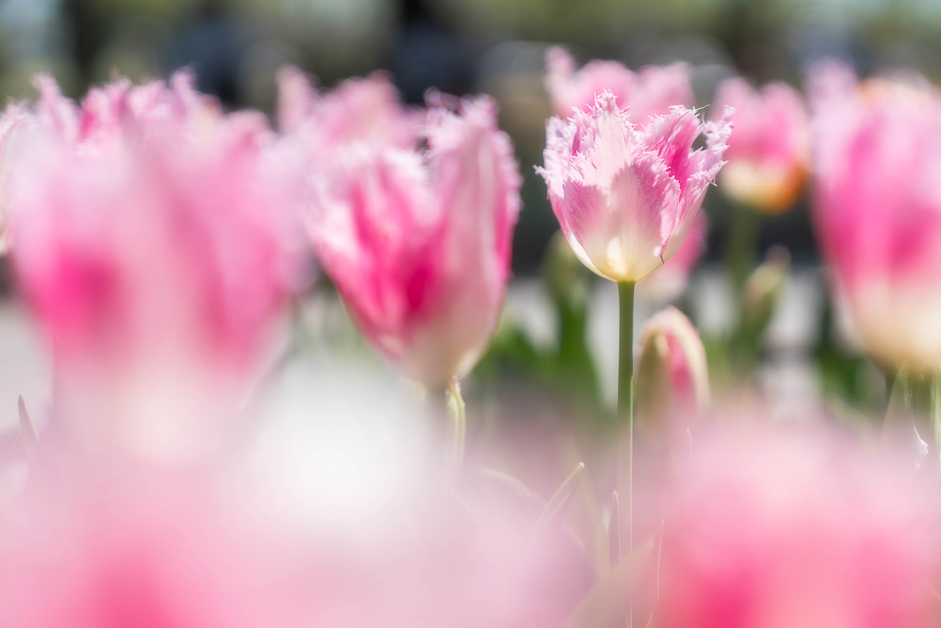 木曽三川公園センター(チューリップ)