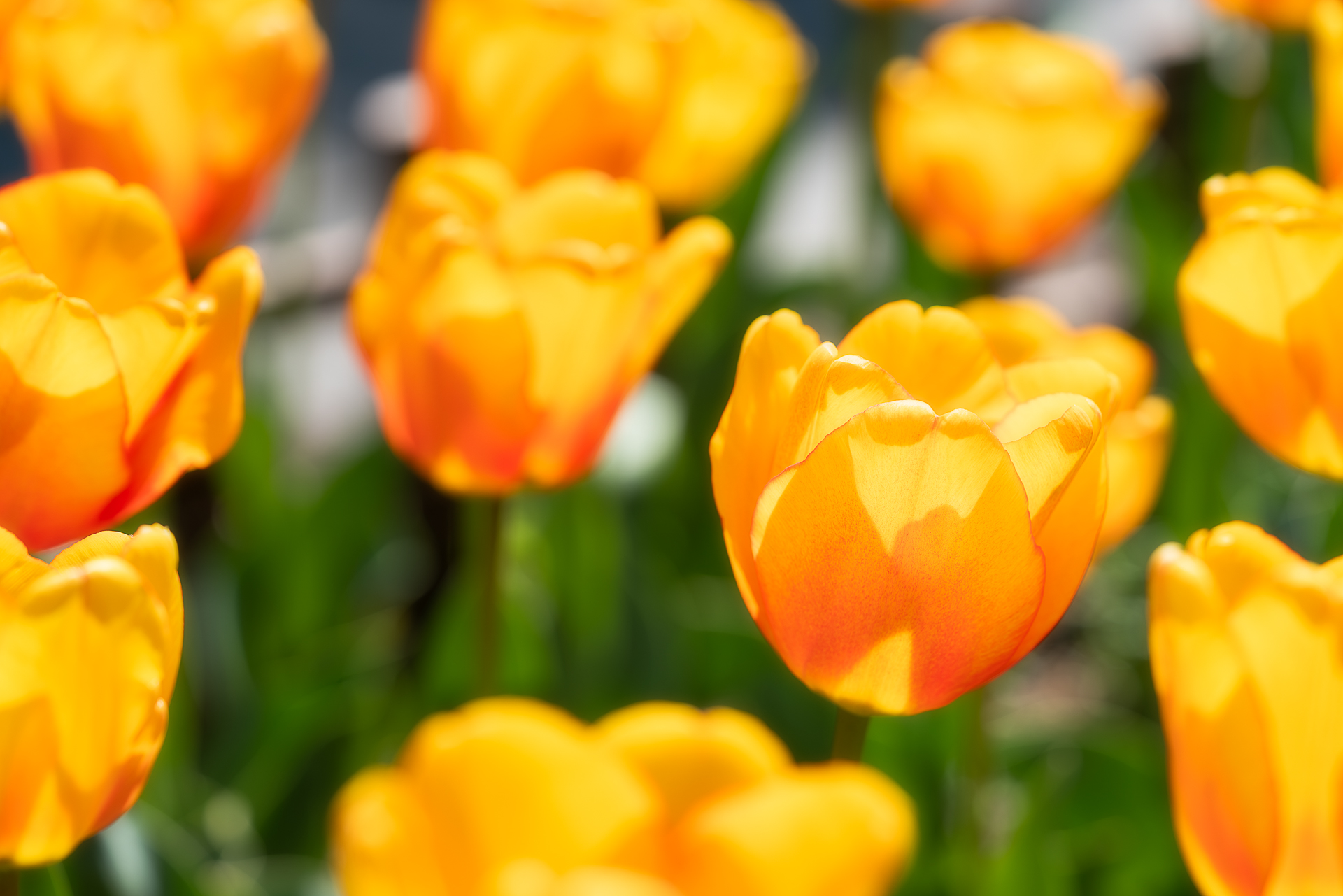 木曽三川公園センター(チューリップ)