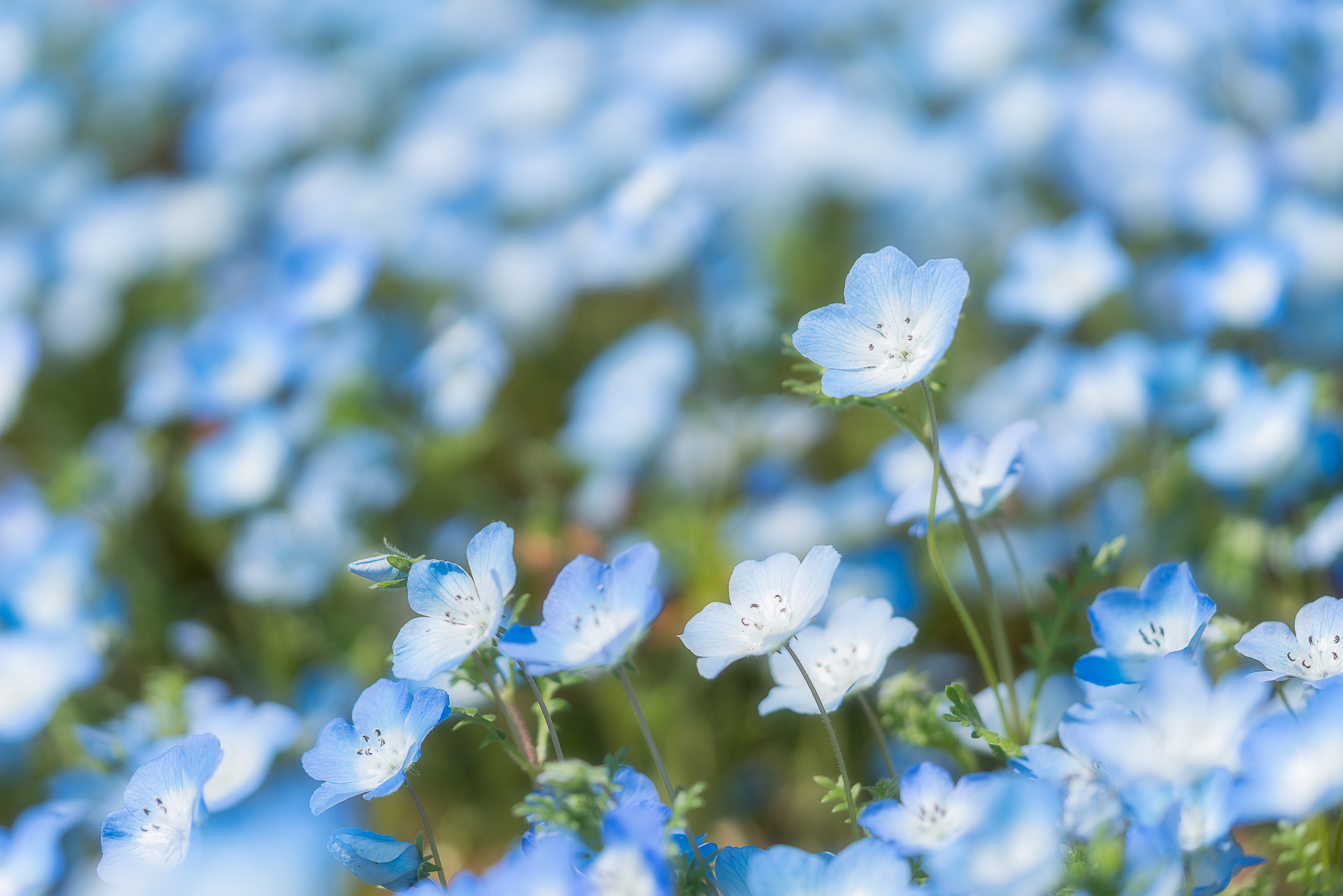 木曽三川公園センター(チューリップ)