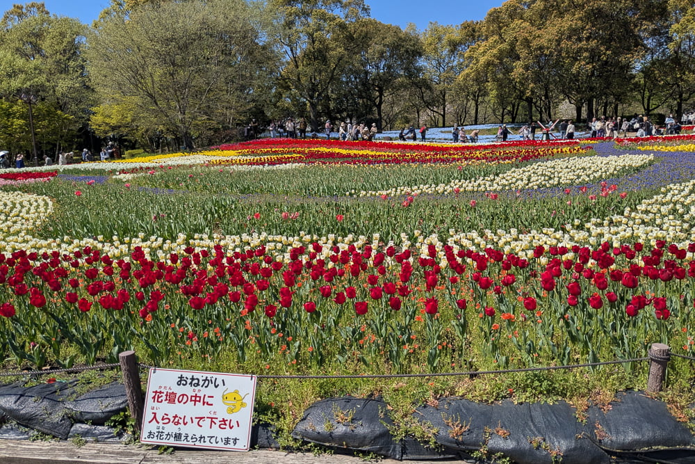 木曽三川公園センター(チューリップ)撮影スポット