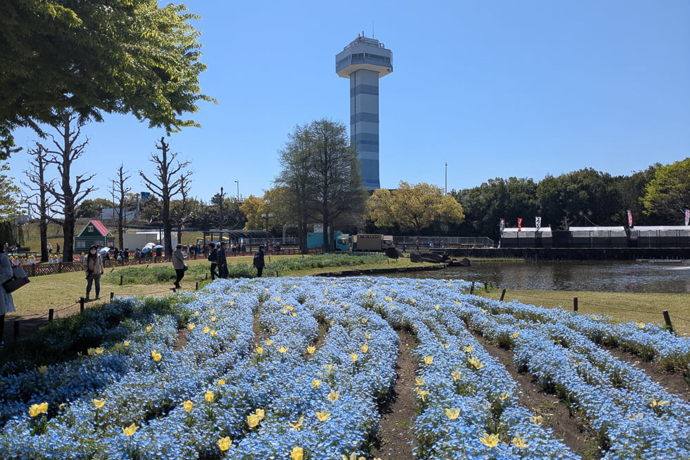 木曽三川公園センター(チューリップ)撮影スポット