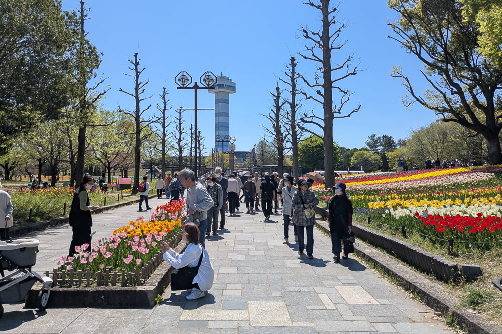 木曽三川公園センター(チューリップ)撮影スポット