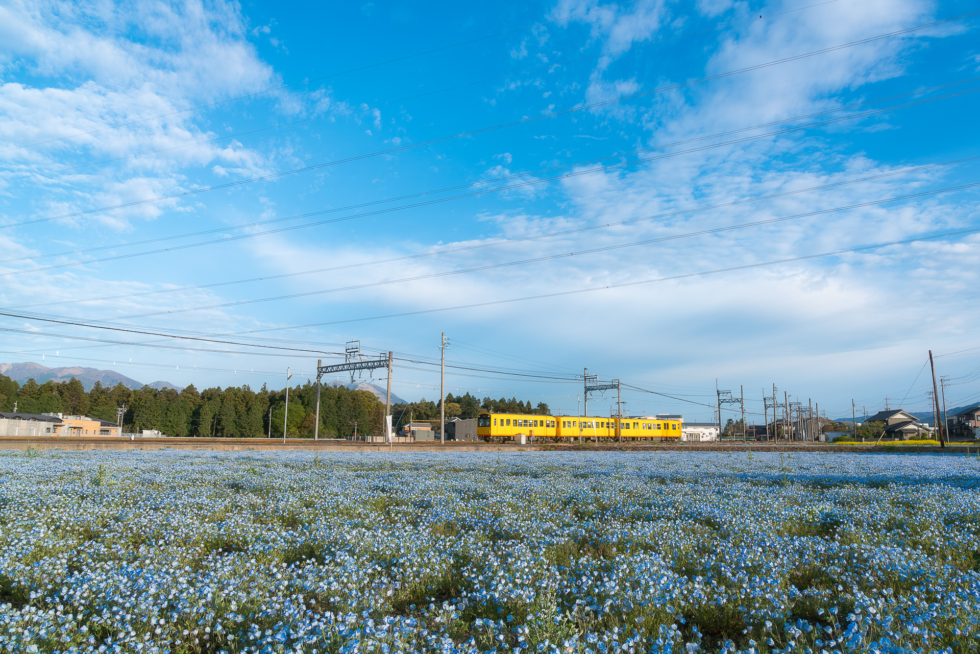 大泉駅沿線のネモフィラ