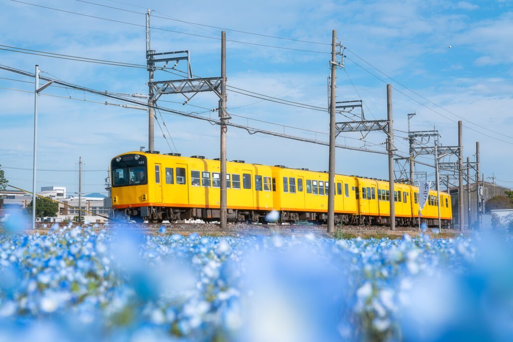 大泉駅沿線のネモフィラ