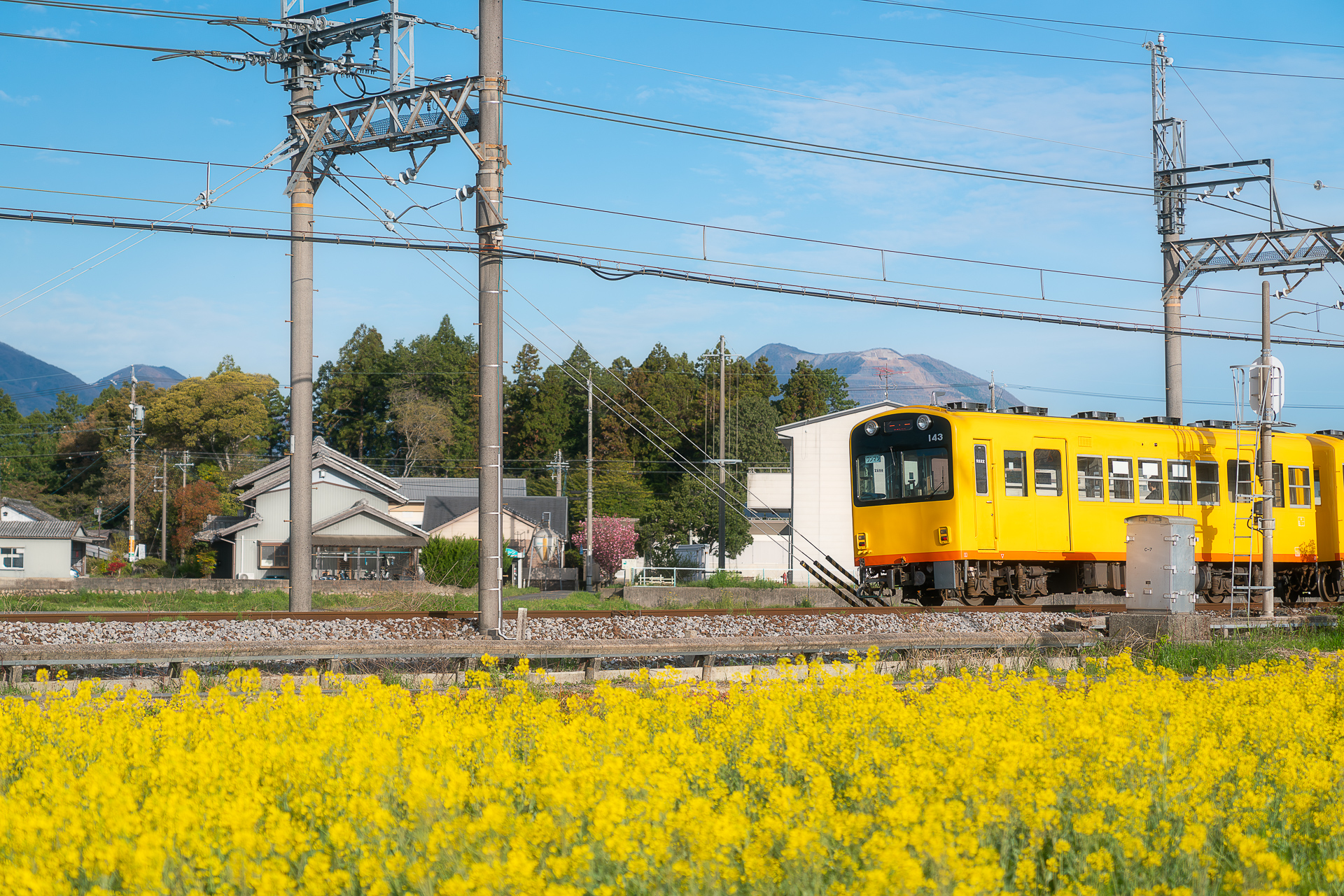 大泉駅沿線のネモフィラ