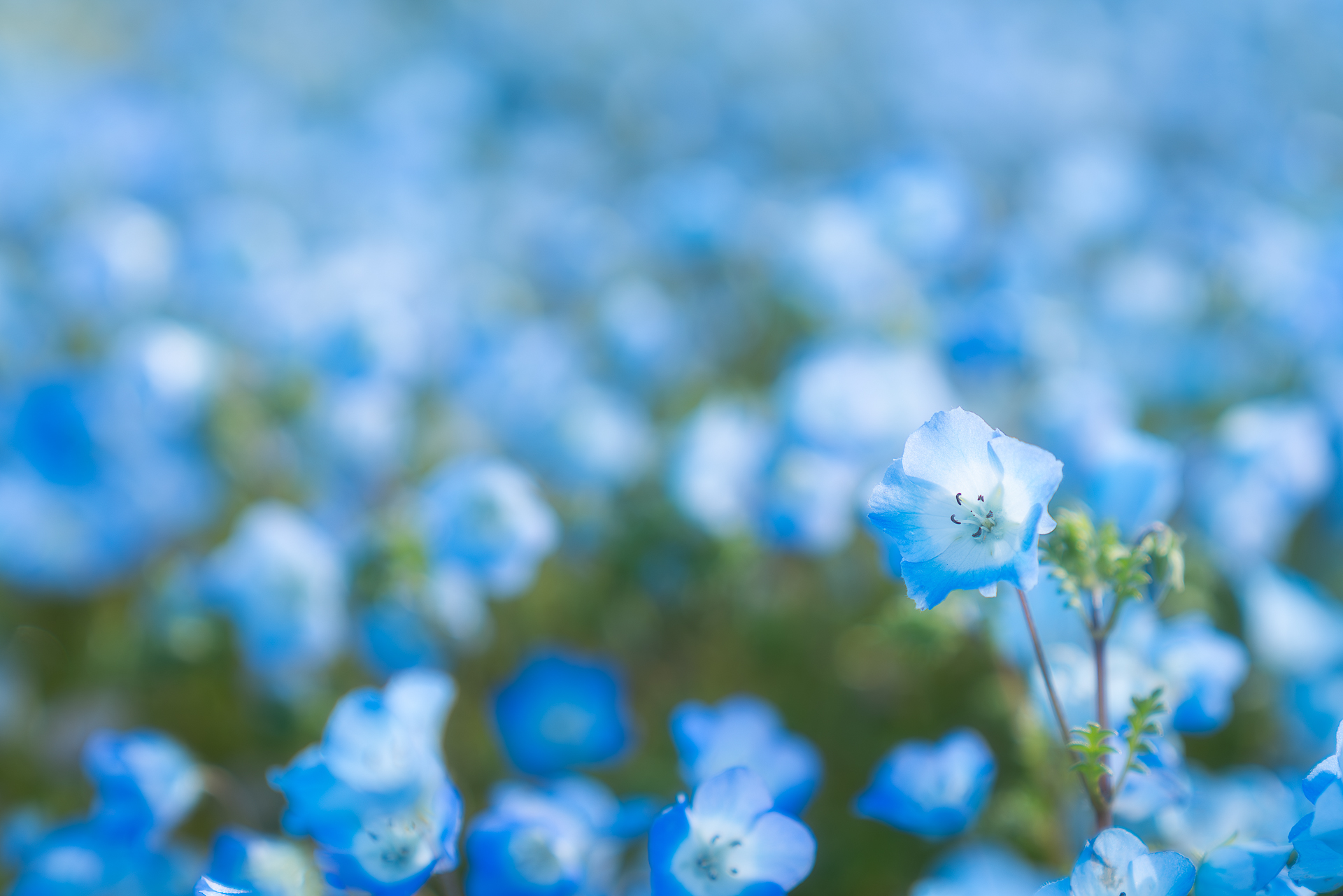 大泉駅沿線のネモフィラ
