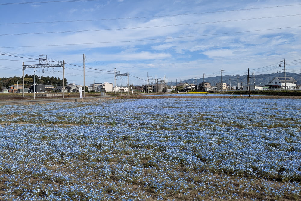 大泉駅沿線のネモフィラ撮影スポット
