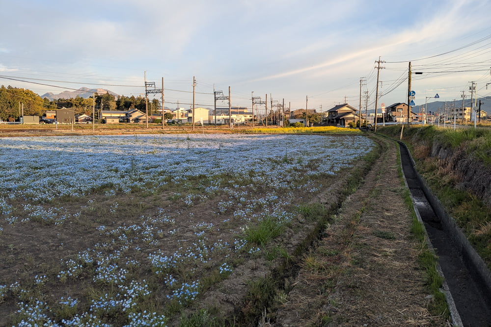 大泉駅沿線のネモフィラ撮影スポット