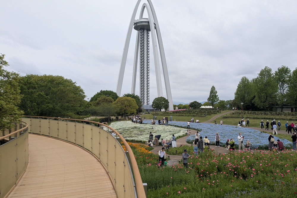 138タワーパークネモフィラ畑