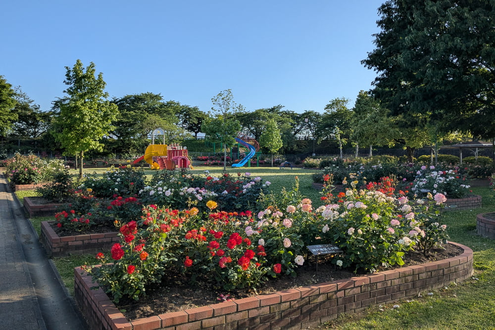 ばら公園いこいの広場（神戸町）撮影スポット