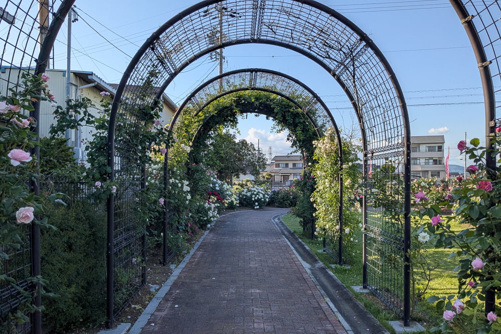ばら公園いこいの広場（神戸町）撮影スポット